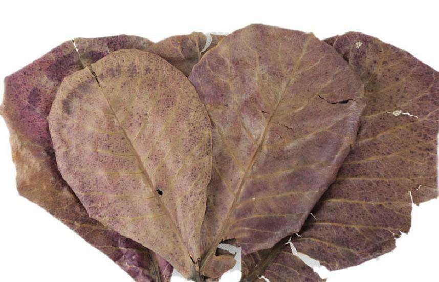 养鱼的朋友要知道的小技巧：水霉治疗方法