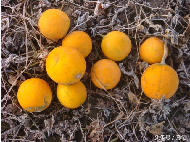 没有化妆品的年代，人们靠什么来美容？