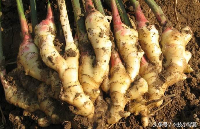 大姜增产增收,大姜高产记录