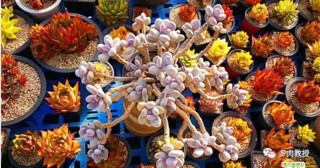 速看!韩国大棚主10大多肉镇店之宝,美呆了!