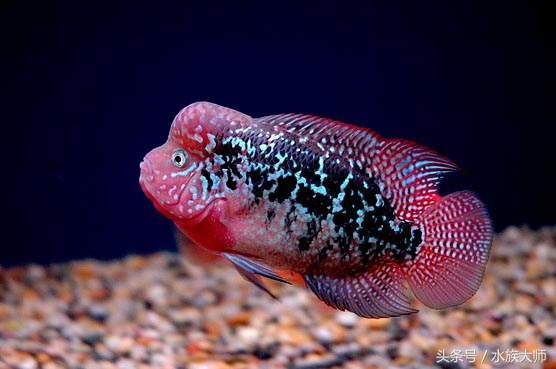 罗汉鱼刚入缸注意事项,新手养罗汉鱼要注意什么