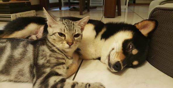 猫弟舔舔叫床无效,黑柴哥睡到翻白眼:豪……舒……湖