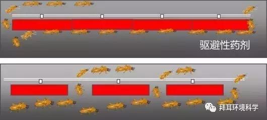 门框被白蚁蛀了怎么处理,防白蚁处理是在装修的哪个步骤