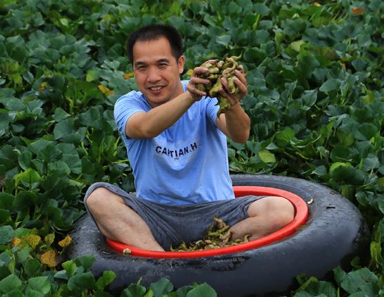 洪湖80后夫妻网络直播挖藕，“青泥巴”里一年淘金600万