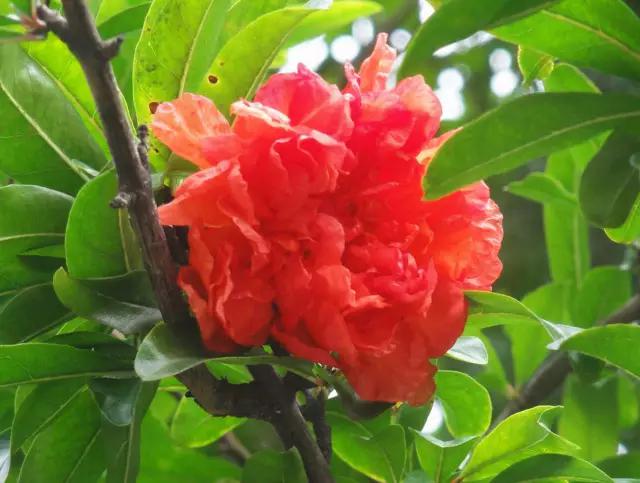 岳麓山最多的植物,岳麓山上的紫色花是什么花