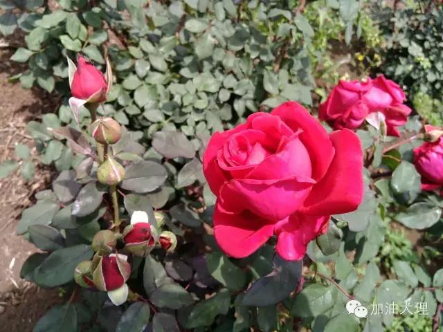 云南大理的玫瑰花海,大理的花海开了吗