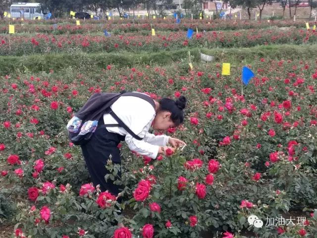 云南大理的玫瑰花海,大理的花海开了吗