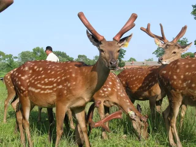 辽源旅游特产推荐,辽源有哪些旅游景点介绍图片