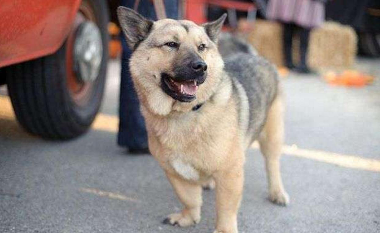 这几只混血狗狗哪只惊艳了你,超级好养的稀有宠物狗