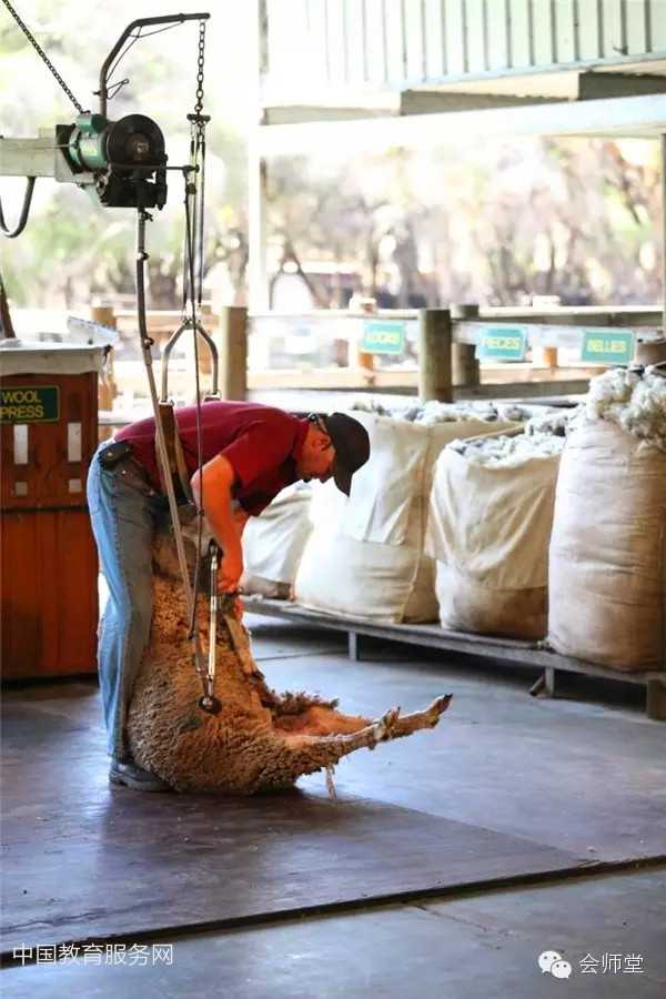 中国教育服务网：澳洲游记-羊毛是这样剪成的