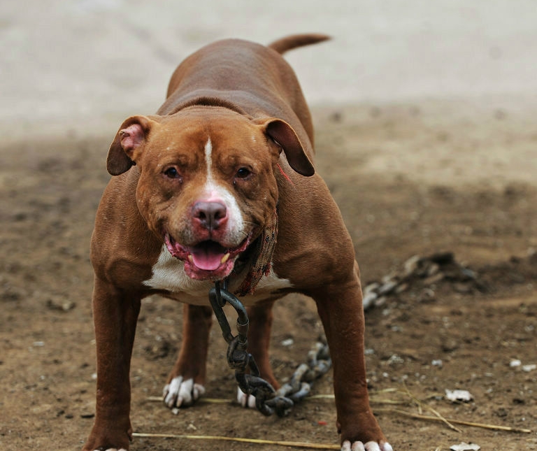 世界上能单挑野猪的动物,世界上敢和猛兽搏斗的犬