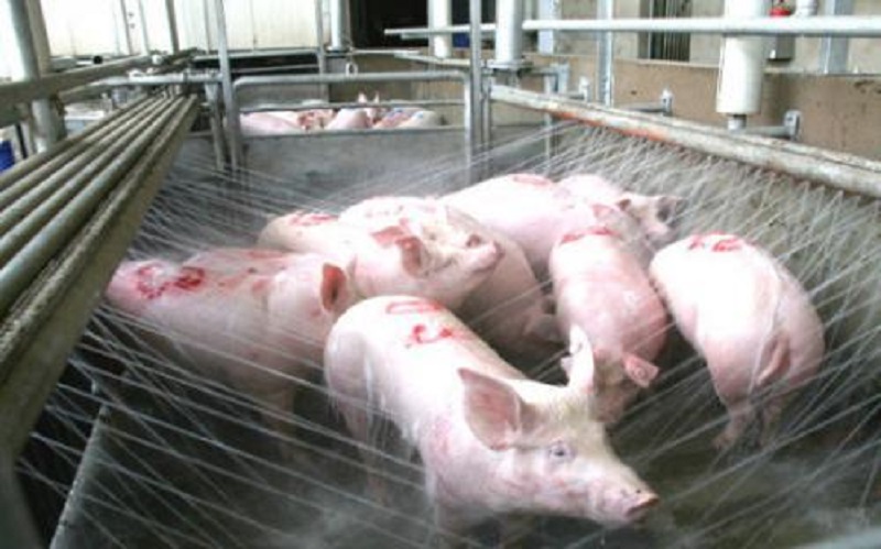 猪的屠宰与安全标准,猪屠宰过程检疫