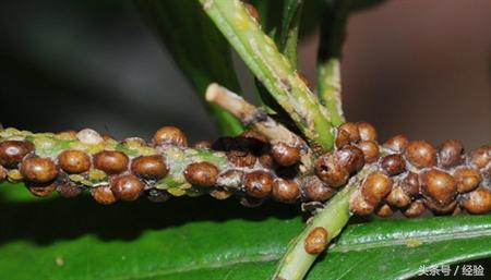 桂花树种植有哪些病虫害,桂花容易得什么病虫害