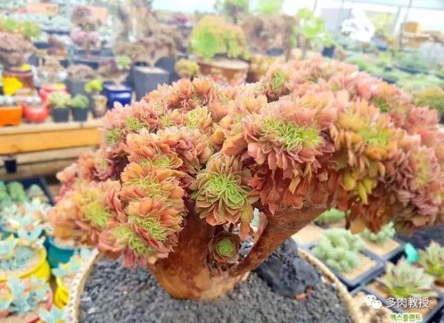 速看!韩国大棚主10大多肉镇店之宝,美呆了!