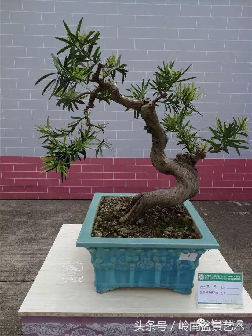 招财好运盆景,罗汉松开运招财