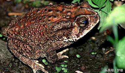 癞蛤蟆与天鹅的表情包,癞蛤蟆与天鹅的诗句