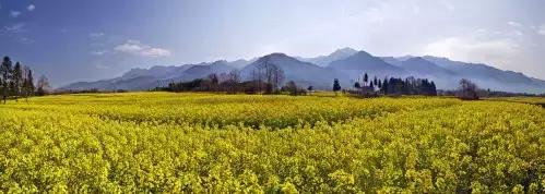 千年古银杏树腾冲界头,千年银杏树王的图片