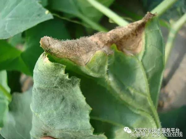 草莓灰霉病图谱及防治,黄皮果灰霉病图谱