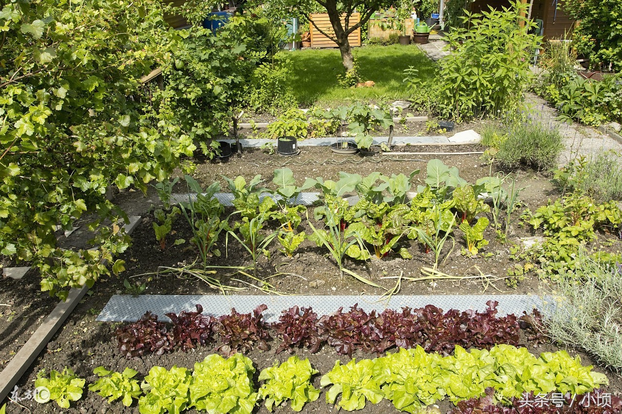 农村创业点子没钱怎样创业致富,农村女人创业开店赚钱