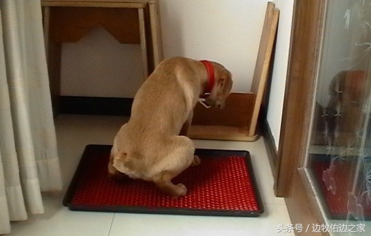 多大的狗狗可以训练定点大小便,狗狗固定地点大小便