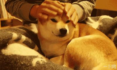 生活妙招：怎样去除狗狗身上的虱子？