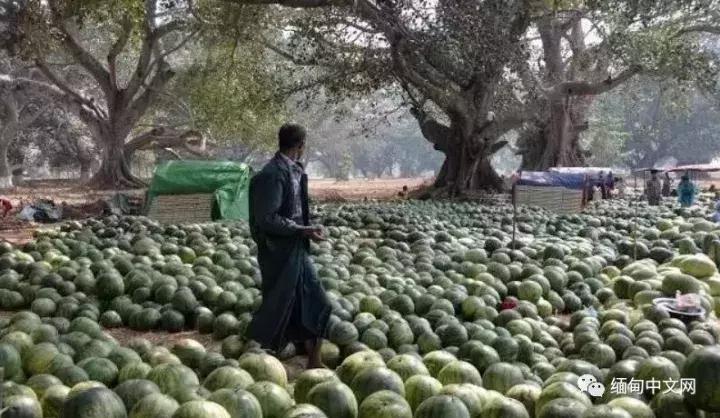 缅甸水果,缅甸边境水果