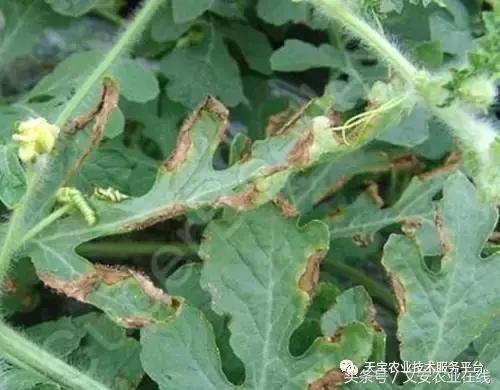 草莓灰霉病图谱及防治,黄皮果灰霉病图谱