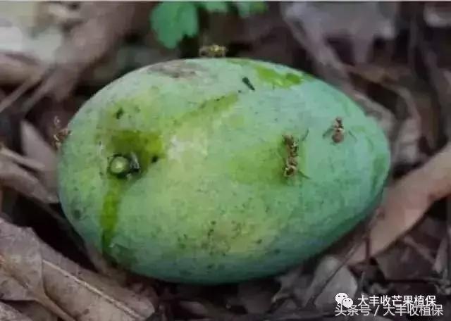 芒果烂了为什么呈网状,芒果熟了烂心是什么原因