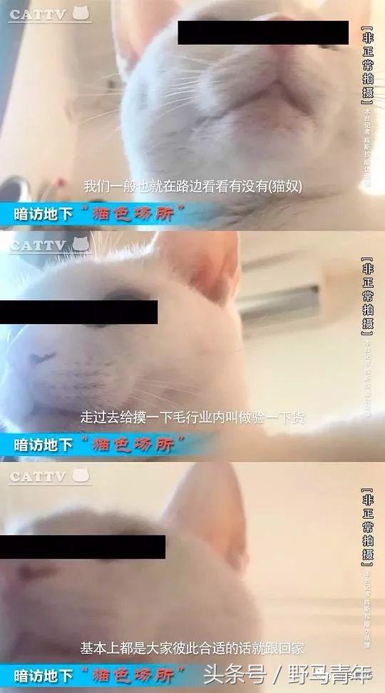我一句说说而已，朋友就给我送了一只橘猫，结果她现在快20斤重