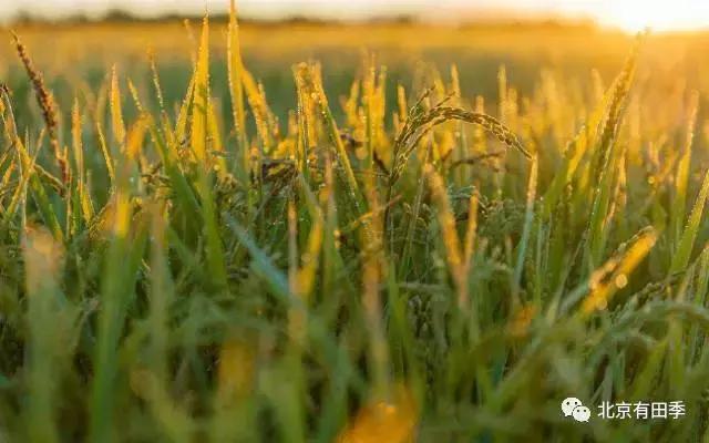 都说东北五常稻花香大米好吃，这是有原因的