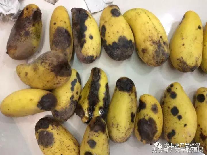 芒果烂了为什么呈网状,芒果熟了烂心是什么原因