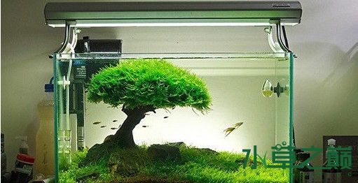 新手养草缸鱼,草缸新手入门