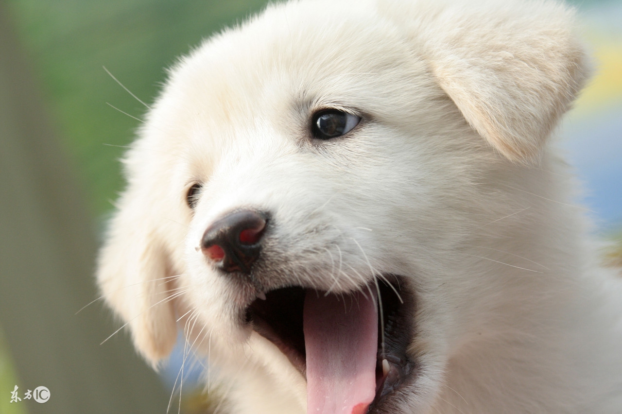 犬常见疾病诊断—呕吐（狗狗呕吐原因多，铲屎官们切记不可大意）