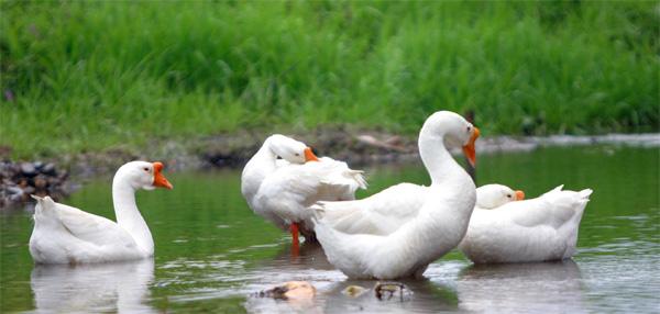 养殖投资小见效快项目,最省钱的养殖新模式
