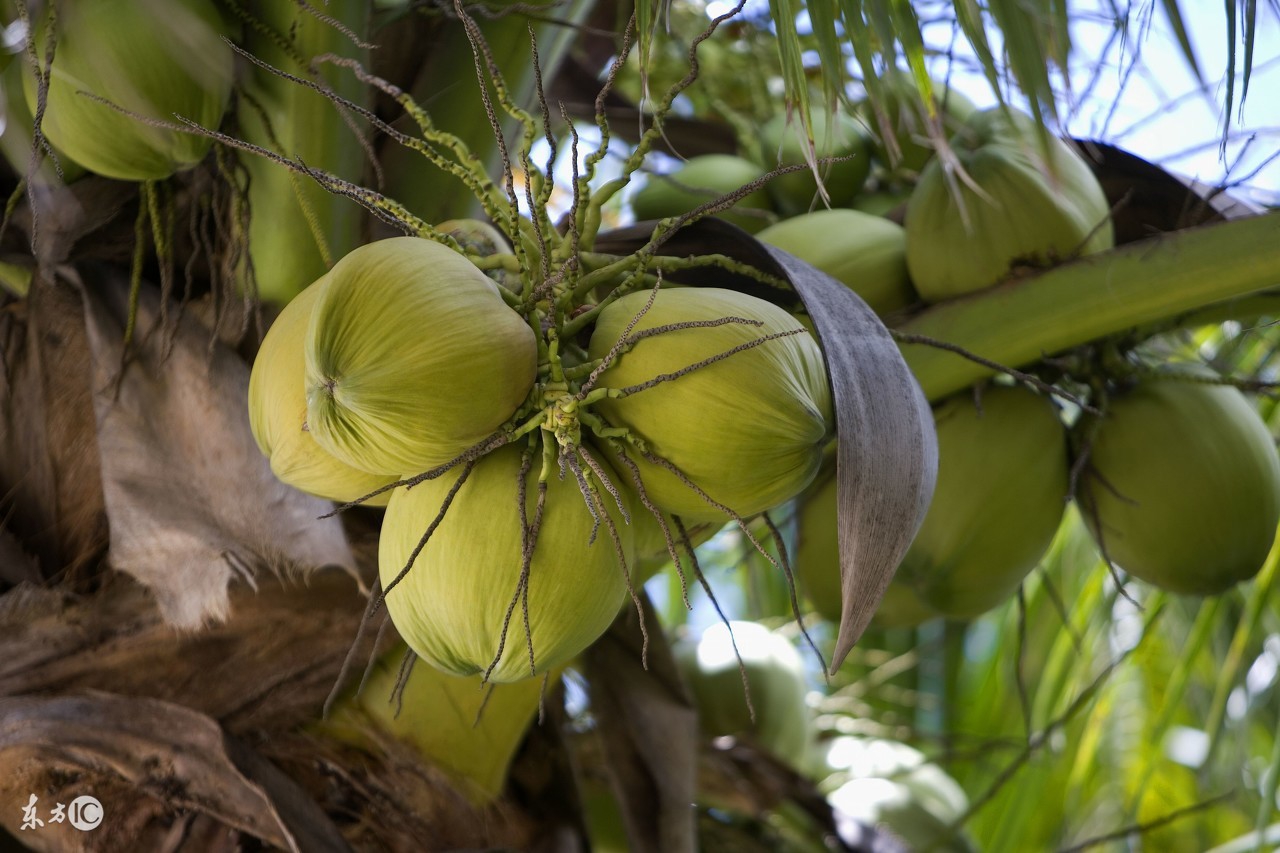 来三亚旅游带点什么特产回家,来济南旅游带什么特产回家