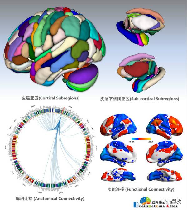 大脑皮层功能区划分图,大脑皮层怎么发育
