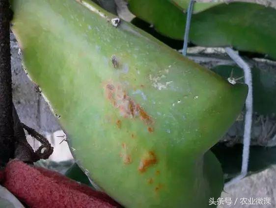 蚂蚁防治的有效方法,如何防治蚂蚁虫害的方法