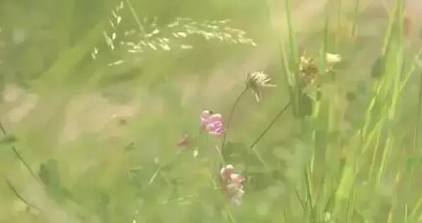 同志电影新标杆,导演曾获三次奥斯卡,完全不输《断背山》