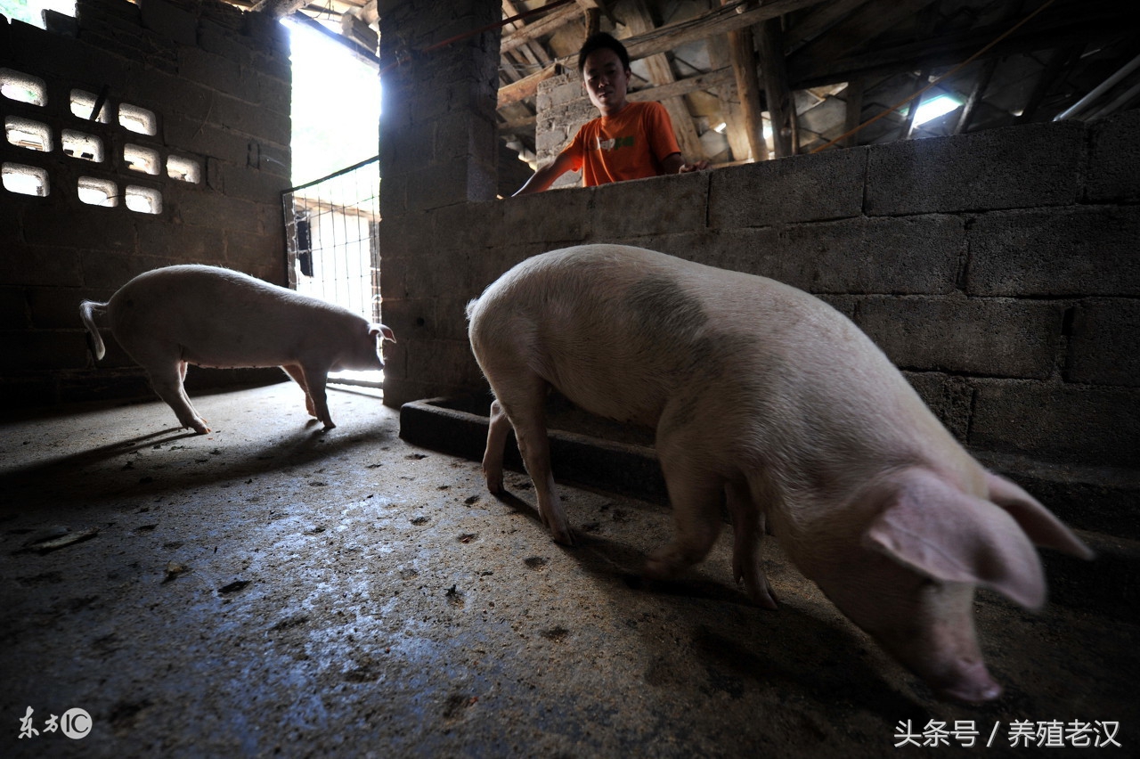 猪流感的症状，诊断技巧，养殖户可以轻松搞明白