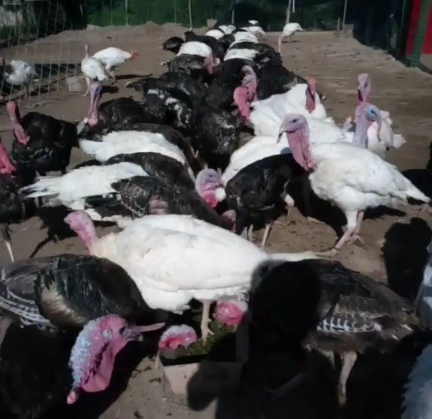 农村小伙养火鸡,营养价值具有“一高二低”的优点,一斤卖15元