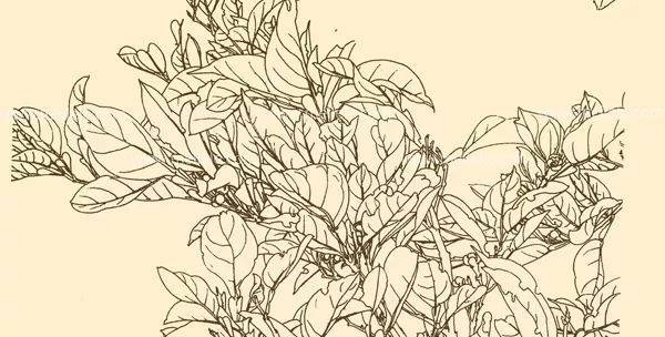 白描花卉技法基础入门,白描花卉简单入门