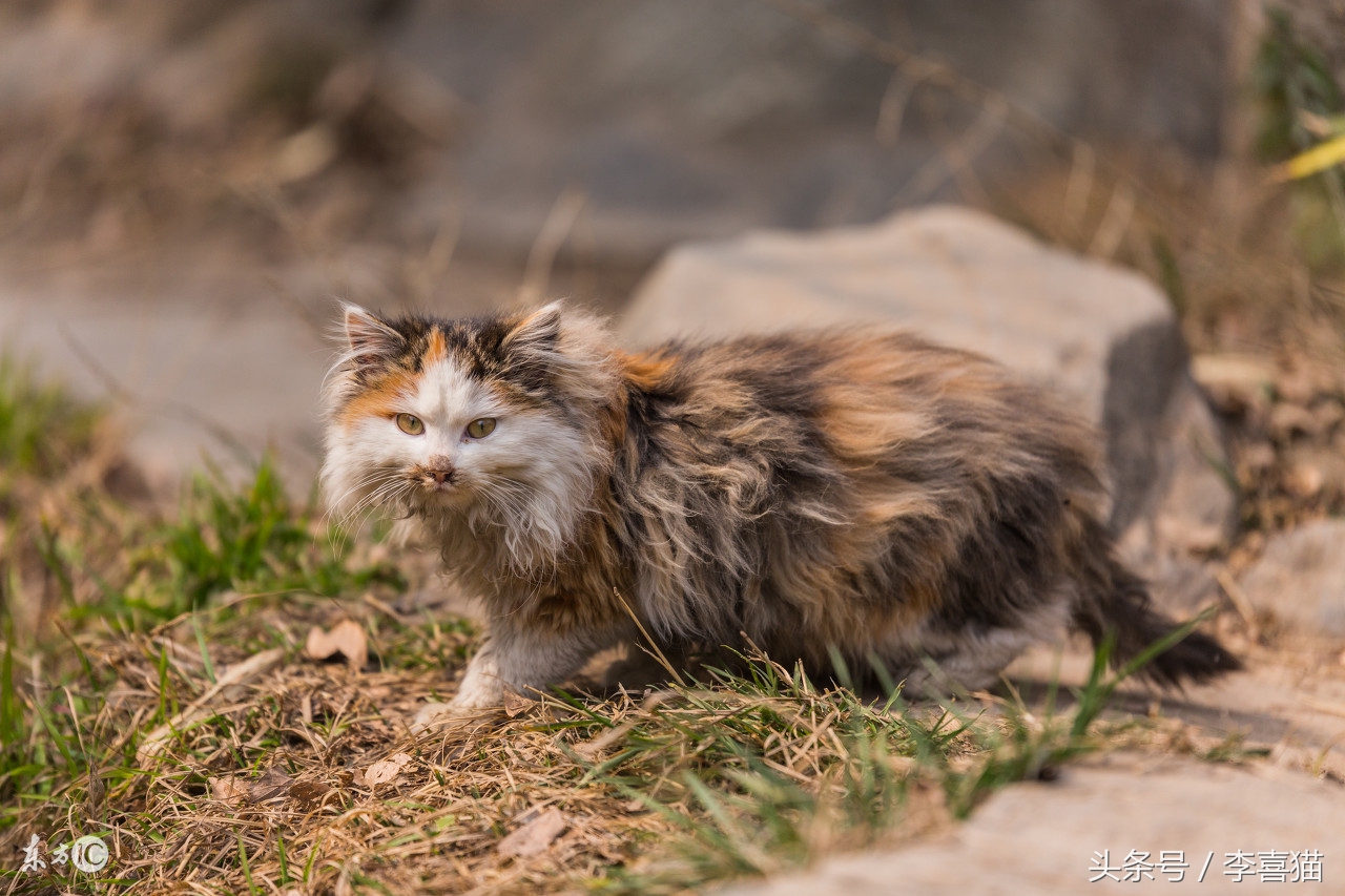 如果有人想要领养宠物该怎么问,有人想要领养一只小猫吗