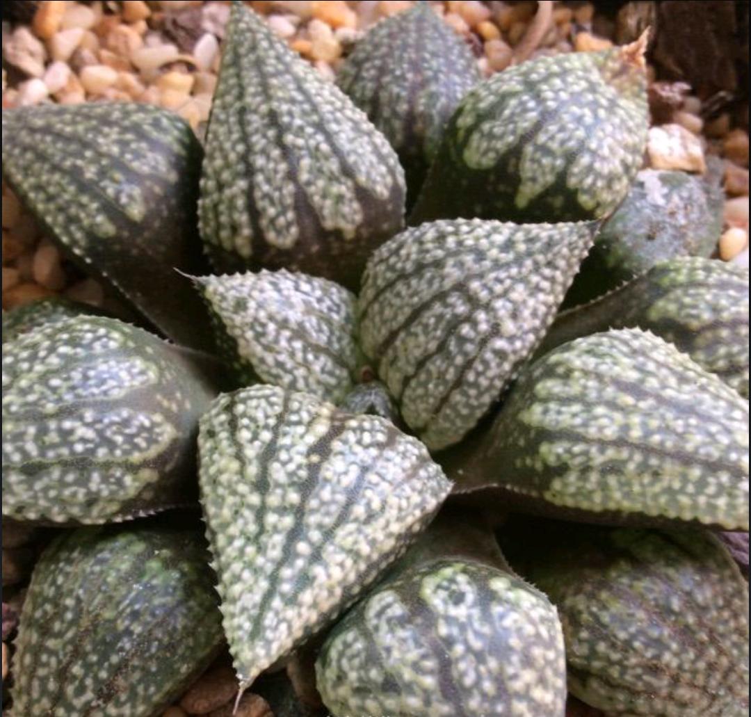 谁说一胖毁所有又胖又可爱,多肉白银寿