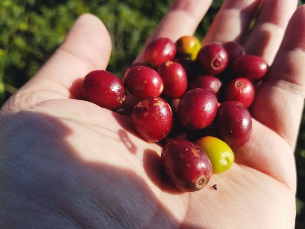 去云南适合买什么茶,云南最有名的咖啡在哪里