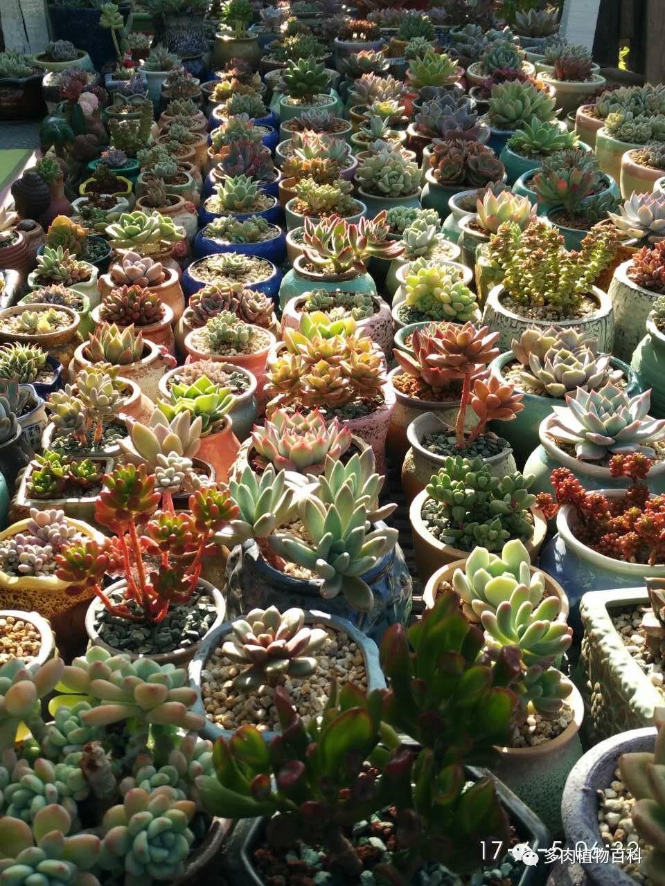 多肉的种植笔记,多肉知识大总结
