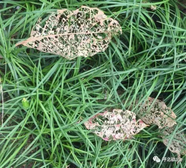 静谧时光随想,斑驳岁月斑斓生活