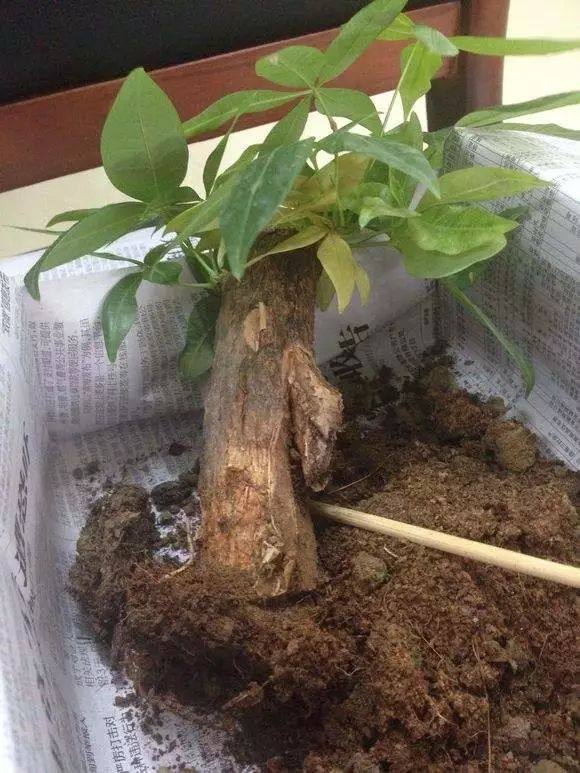 发财树缺水树叶掉光还能拯救吗,发财树死了该怎么救活