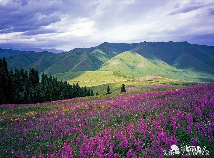 新疆散文的气质,关于赞美边疆建设者的散文