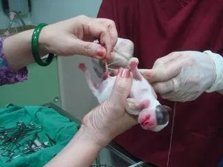 狗狗养护知识大全集,日常护理狗狗皮肤不瘙痒