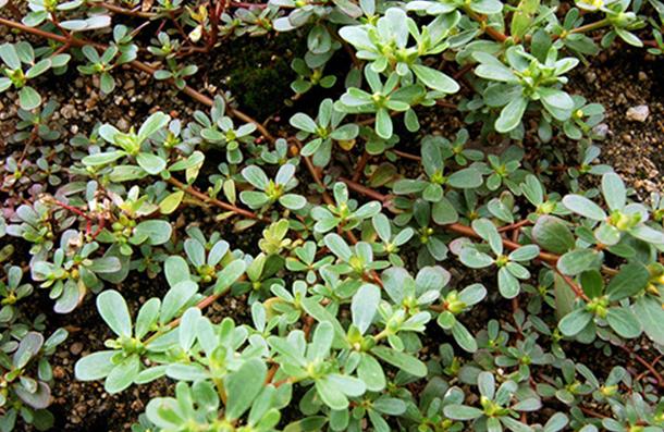 马齿苋在花盆怎么种,花盆怎么种马齿苋